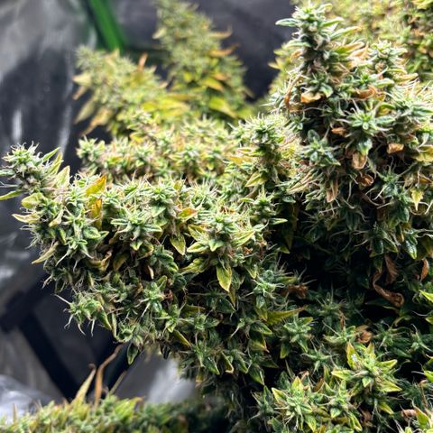 Amniesa Haze Auto.    (Barney’s) growlog timeline photo