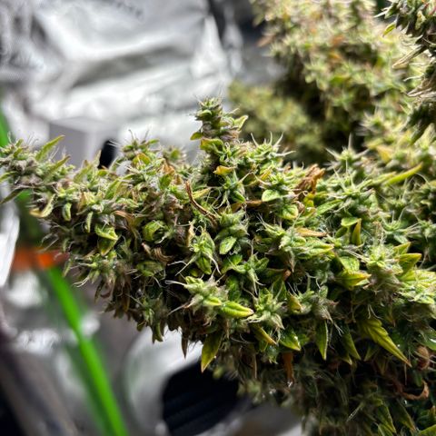 Amniesa Haze Auto.    (Barney’s) growlog timeline photo