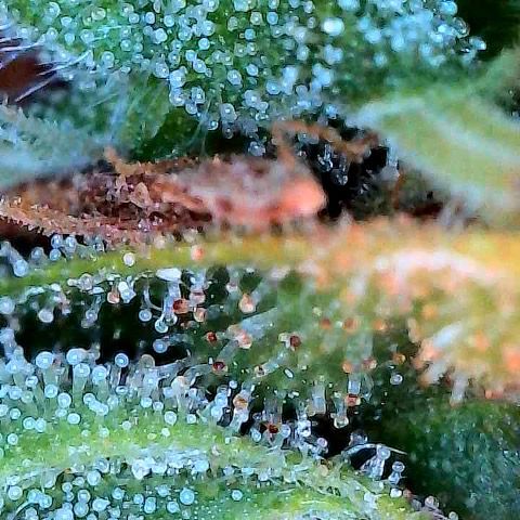 Amniesa Haze Auto.    (Barney’s) growlog timeline photo