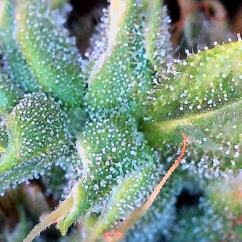 Amniesa Haze Auto.    (Barney’s) growlog timeline photo