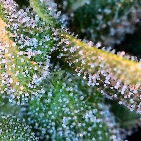 Amniesa Haze Auto.    (Barney’s) growlog timeline photo