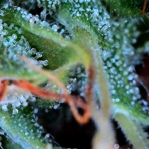 Amniesa Haze Auto.    (Barney’s) growlog timeline photo