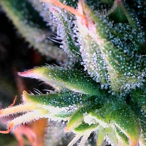 Amniesa Haze Auto.    (Barney’s) growlog timeline photo