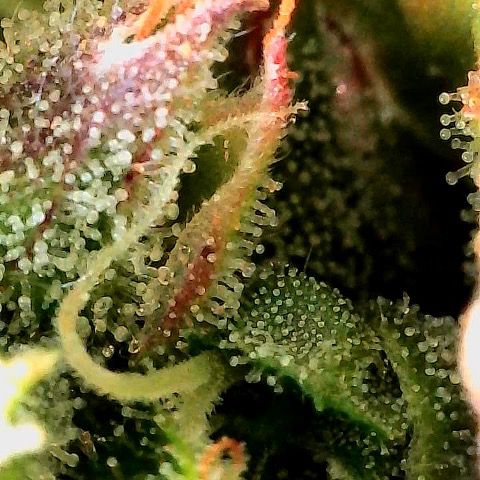 Amniesa Haze Auto.    (Barney’s) growlog timeline photo