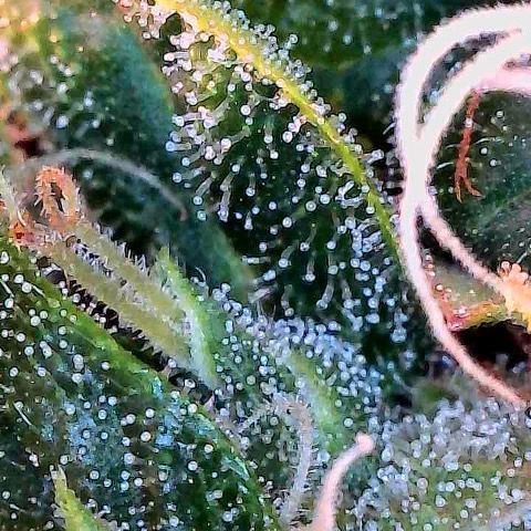 Amniesa Haze Auto.    (Barney’s) growlog timeline photo