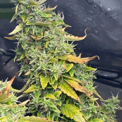 Amniesa Haze Auto.    (Barney’s) growlog timeline photo