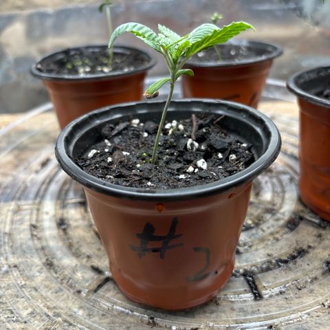 Blue Dream #2 growlog timeline photo