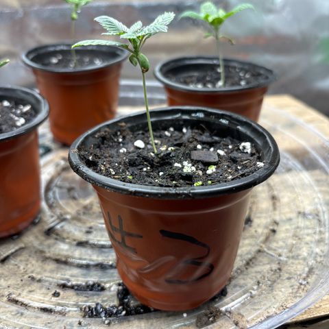Blue Dream #3 growlog timeline photo