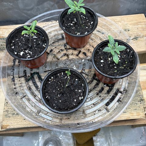 Blue Dream #2 growlog timeline photo