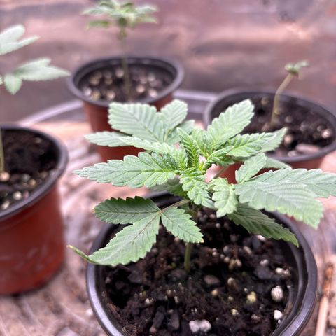 Blue Dream #2 growlog timeline photo