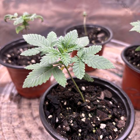 Blue Dream #3 growlog timeline photo