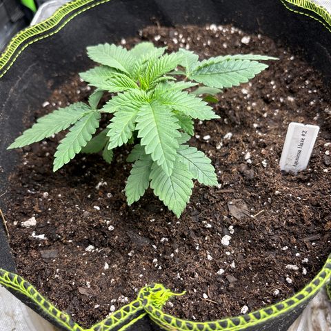 Blue Dream #2 growlog timeline photo