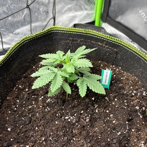 Blue Dream #3 growlog timeline photo