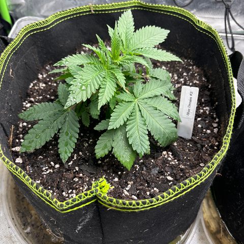 Blue Dream #2 growlog photo: LST