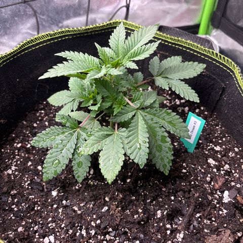 Blue Dream #3 growlog photo: LST