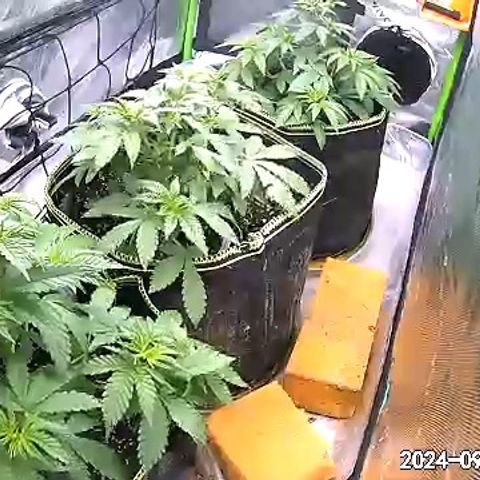 Blue Dream #2 growlog timeline photo