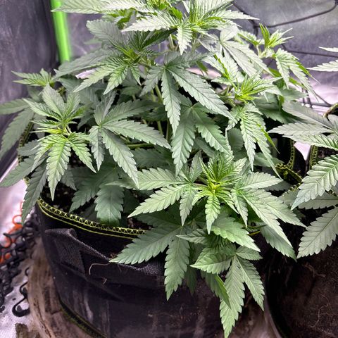 Blue Dream #2 growlog timeline photo