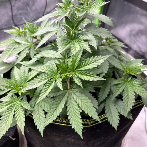 Blue Dream #3 growlog timeline photo