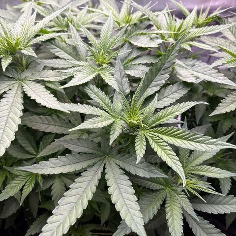 Blue Dream #2 growlog timeline photo