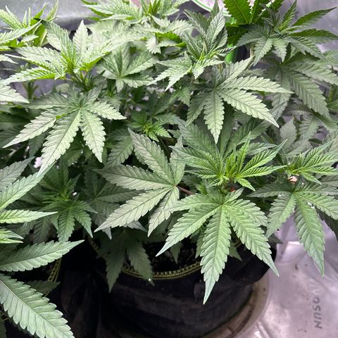 Blue Dream #3 growlog timeline photo