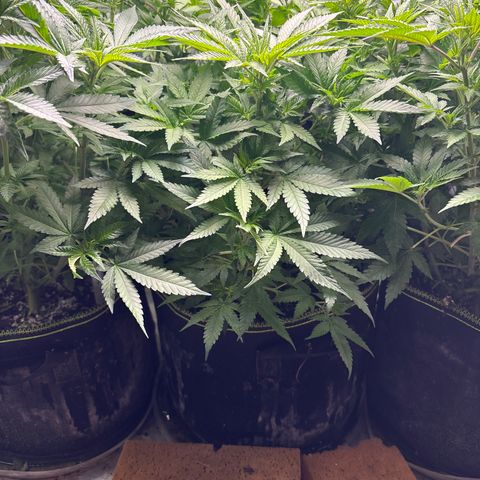 Blue Dream #2 growlog timeline photo
