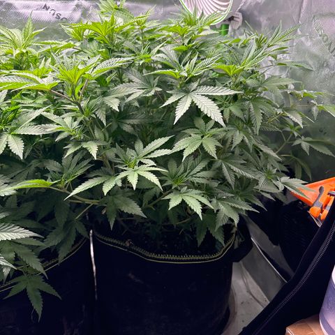 Blue Dream #3 growlog timeline photo