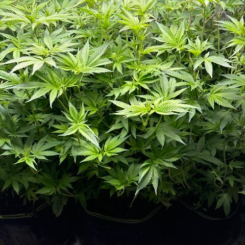 Blue Dream #2 growlog timeline photo
