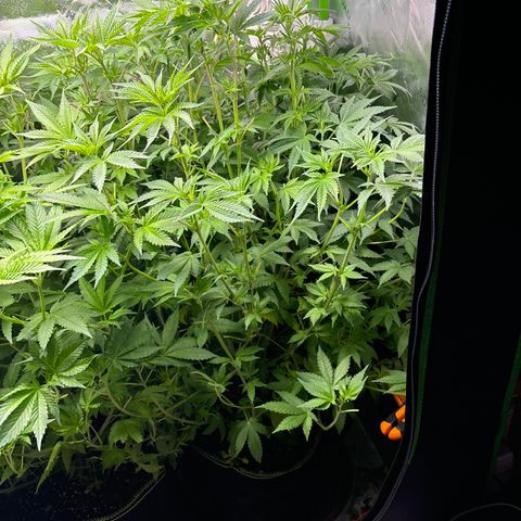 Blue Dream #3 growlog timeline photo