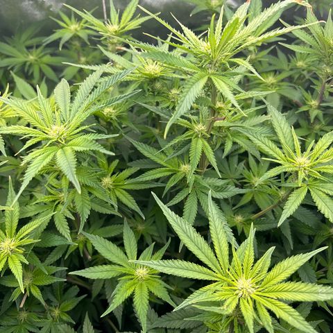 Blue Dream #2 growlog timeline photo