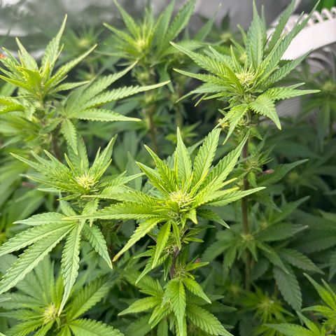 Blue Dream #3 growlog timeline photo