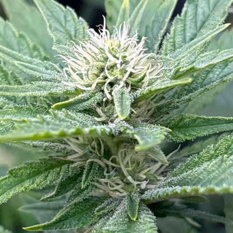 Blue Dream #3 growlog timeline photo