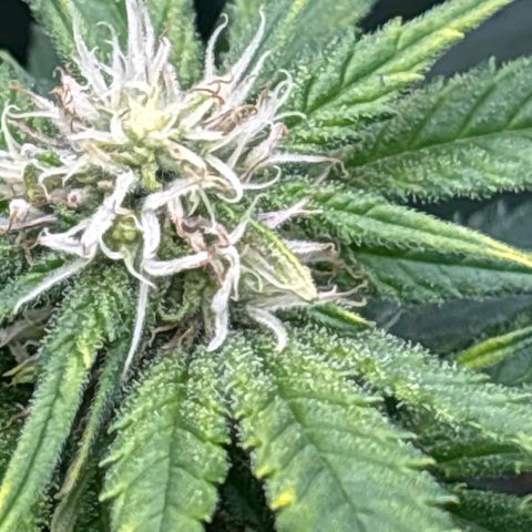 Blue Dream #2 growlog timeline photo
