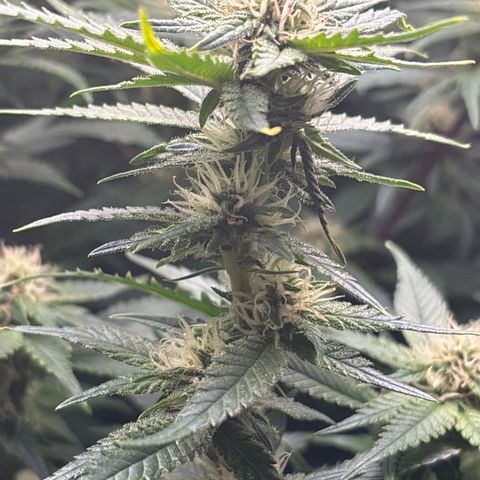 Blue Dream #2 growlog timeline photo