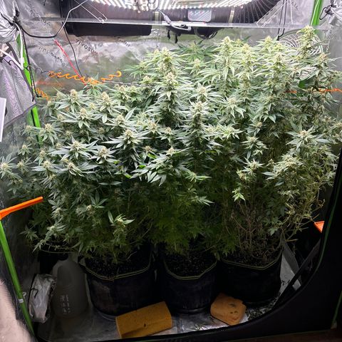 Blue Dream #2 growlog timeline photo