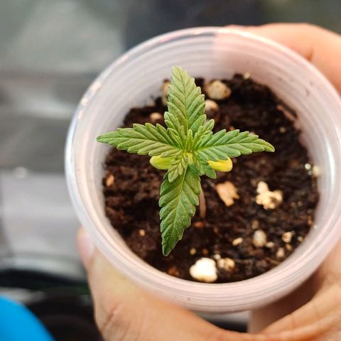 White Widow growlog timeline photo