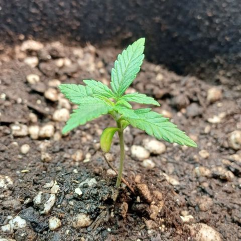White Widow growlog timeline photo