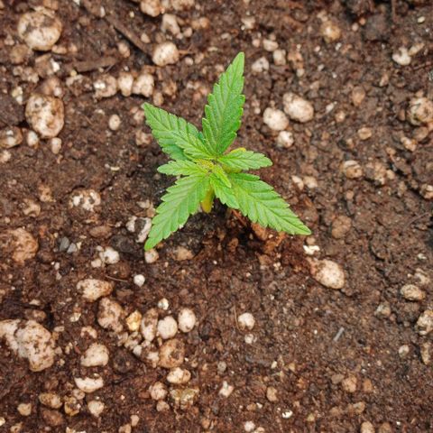 White Widow growlog timeline photo