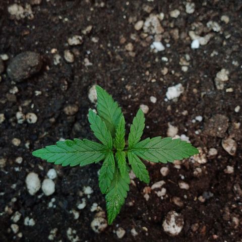 White Widow growlog timeline photo