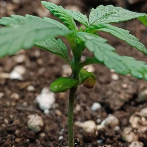 White Widow growlog timeline photo