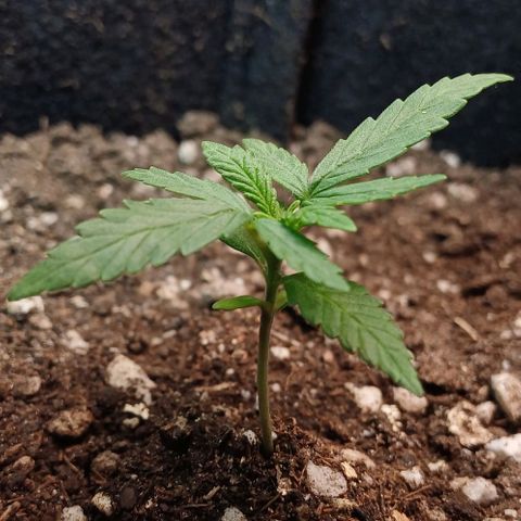 White Widow growlog timeline photo