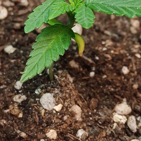 White Widow growlog timeline photo