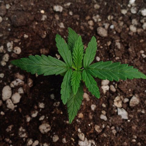 White Widow growlog timeline photo