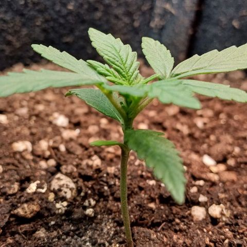 White Widow growlog timeline photo