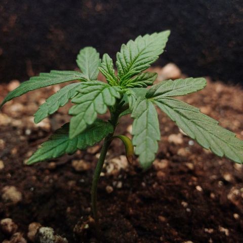 White Widow growlog timeline photo