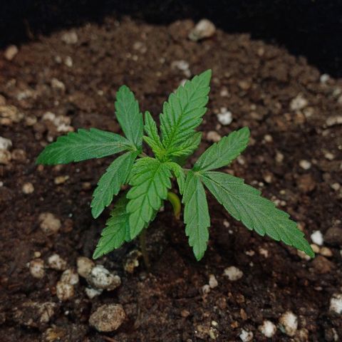 White Widow growlog timeline photo
