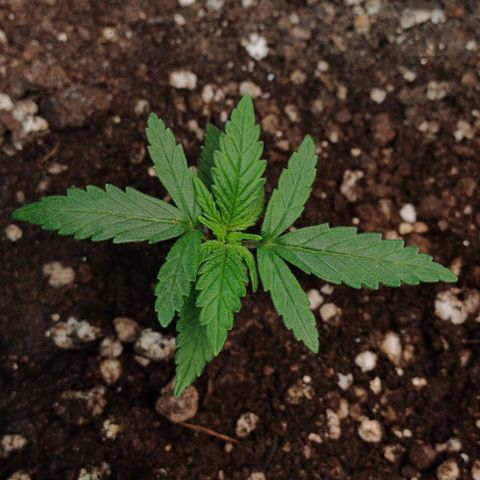 White Widow growlog timeline photo