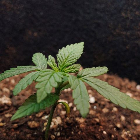 White Widow growlog timeline photo