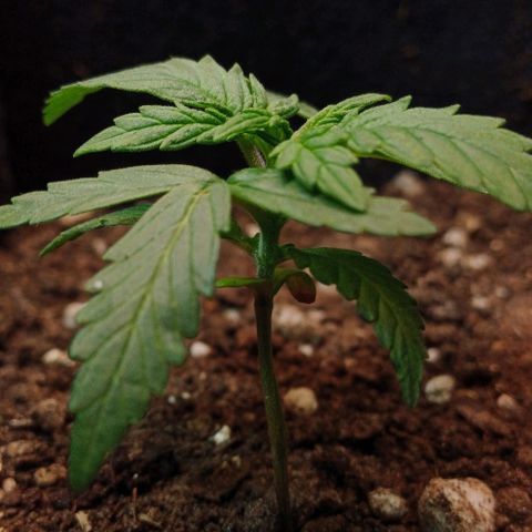 White Widow growlog timeline photo