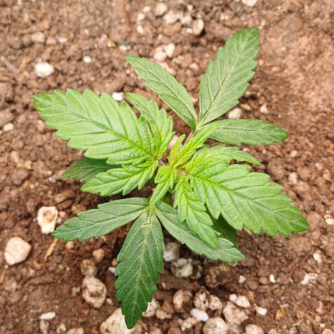 White Widow growlog timeline photo