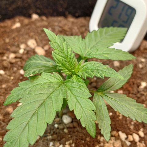 White Widow growlog timeline photo
